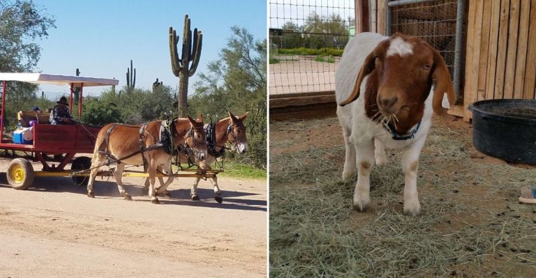 A Scottsdale Ranch Hides A Walk-In Petting Zoo Full Of Curious Arizona Farm Animals