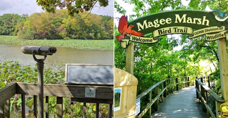 10 Ohio Lake Erie Marshes Worth Exploring During Late-Summer Migration