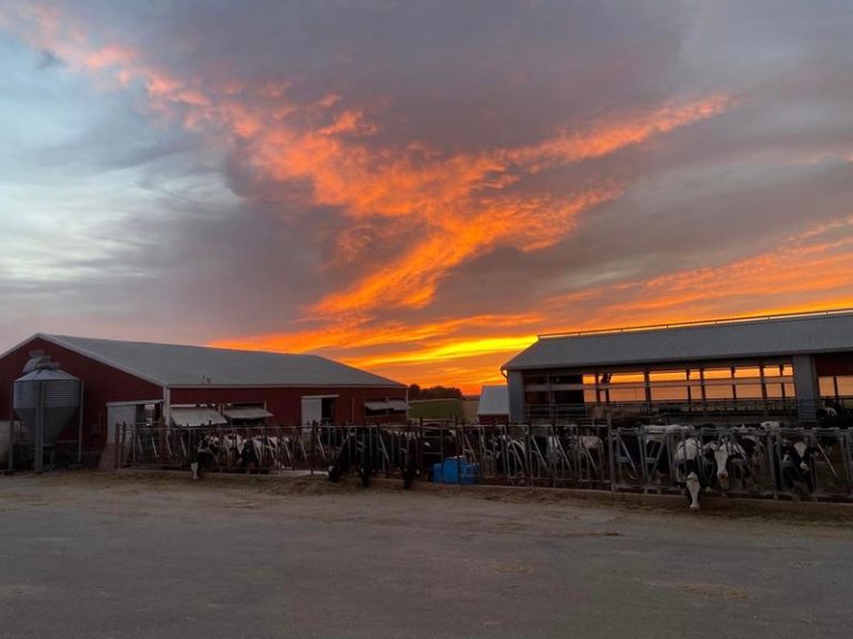 This Rural Illinois Dairy Farm Serves Homemade Ice Cream Families Happily Drive Hours To Try