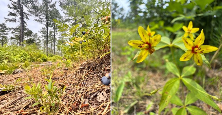 Native Snakes Call This Enormous Maine Preserve Home So Watch Where You Step