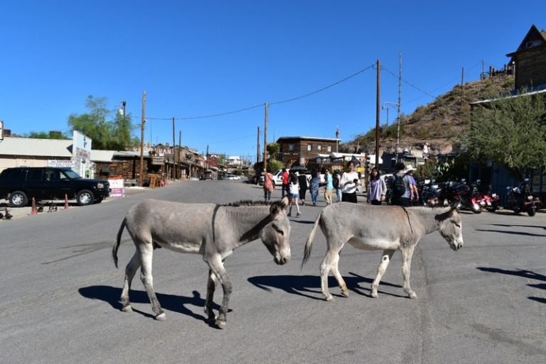 Why Does This Arizona Ghost Town Still Have Burros Wandering Down Main Street