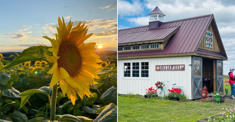 This Pennsylvania Sunflower Farm Is A Summer Destination You’ll Want On Your 2026 Bucket List