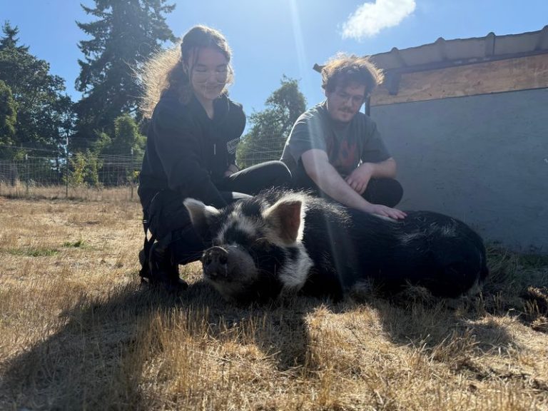 This Washington Animal Sanctuary Lets You Cuddle Rescued Cows And Pigs For A Gentle Fall Escape