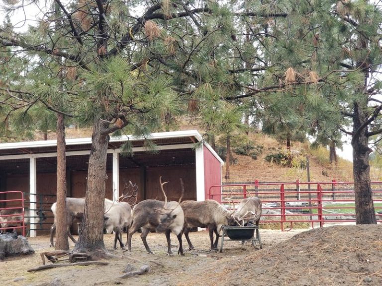 Kids Feed Reindeer By Hand And Meet Santa’s Real Helpers At This Washington Farm