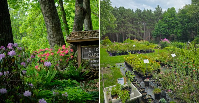 This 20-Acre Maine Plant Nursery Is A Hidden Goldmine For Unusual, Hard-To-Find Perennials And Garden Finds