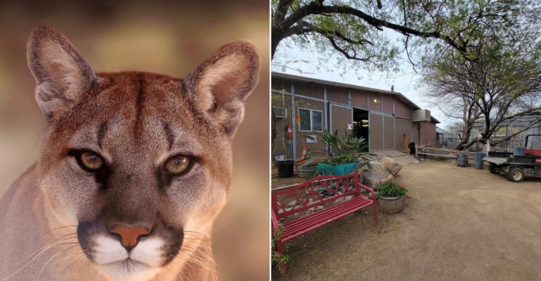 A Two-Hour Arizona Walk Introduces You To Rescued Animals Few People Ever Meet