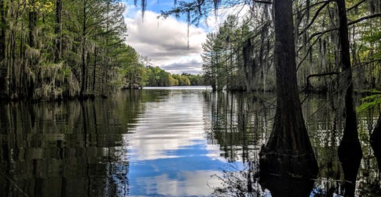 This South Carolina Lake Shore Is Getting Too Snake-Infested For Its Own Good
