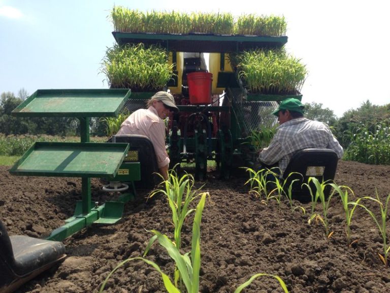 9 Illinois Farm Stands Where You Can Fill A Basket With Sweet Corn And Ripe Tomatoes Right Now