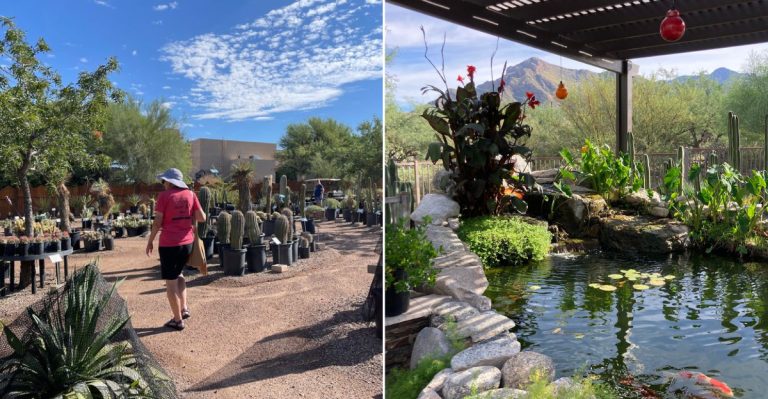 Giant Cacti And Koi Fish Share This Unexpected Arizona Nursery