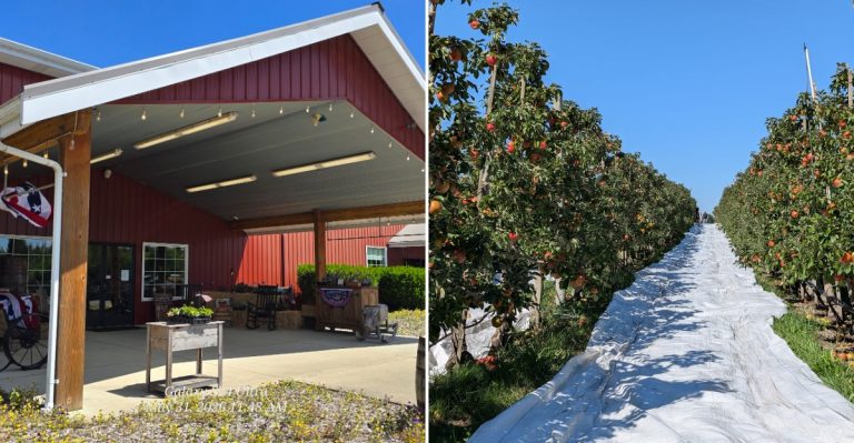 This Washington Apple Orchard Makes Cider Donuts Worth The Drive Every Fall