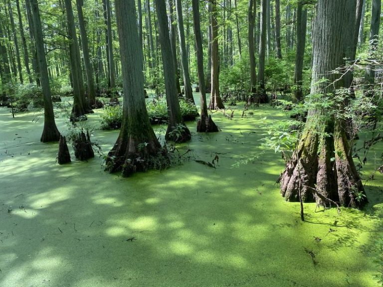 Walk Among Towering Bald Cypress Trees Rising From The Swamp At Illinois’s Cache River