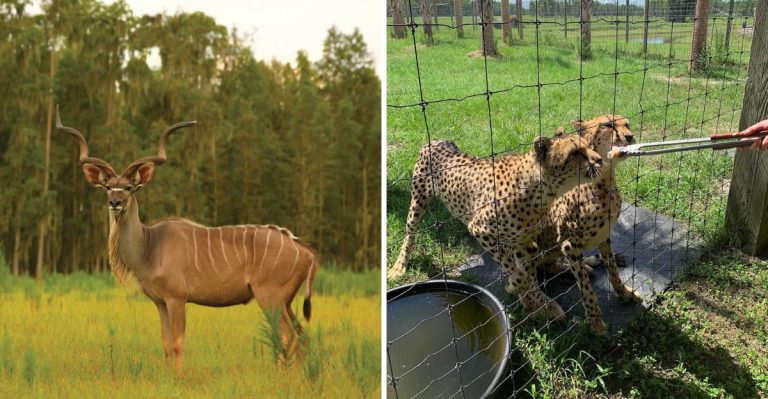 You Can Spend The Night At A Florida Safari Park With Endangered Animals As Your Neighbors