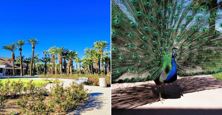Inside The Arizona Park Where Peacocks Roam Past 19th-Century Farmhouses And Rose Gardens Bloom