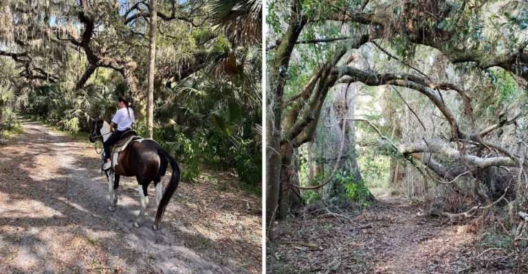 Florida’s Most Scenic Horseback Adventures Can Be Found At These 13 Spots