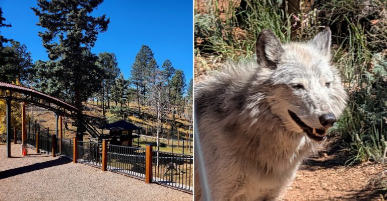 The Wolf Sanctuary In Colorado Where You Can Interact With Arctic Wolves And See Rare Foxes