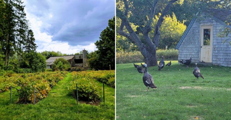 This Maine Hummingbird Haven Deserves A Spot On Your Summer Bucket List