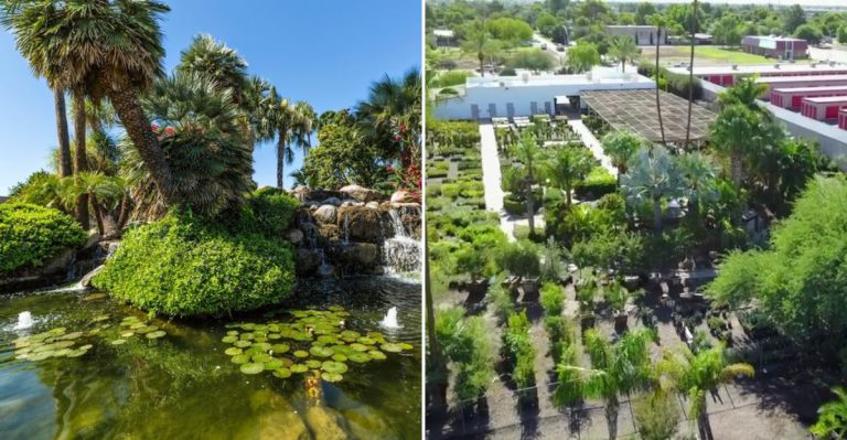 This Family-Run Arizona Nursery Grows Trees And Plants Across 47 Acres
