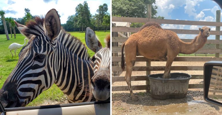 You Can Ride Through Hundreds Of Exotic Animals At This South Carolina Drive-Through Safari