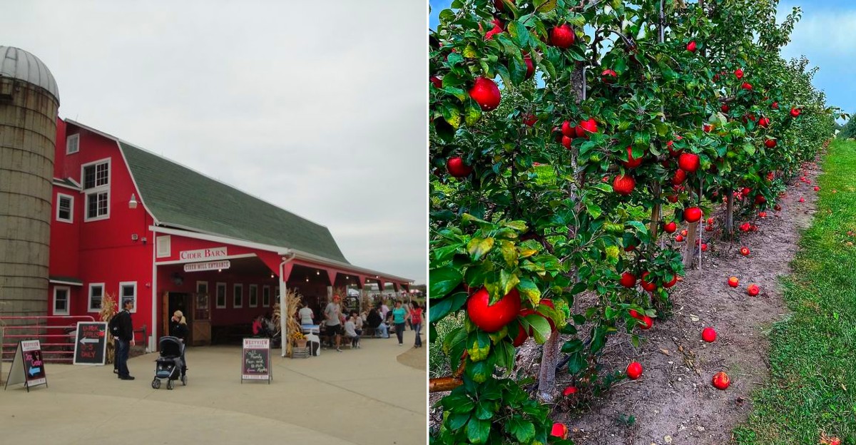 Michigan Apple Orchards