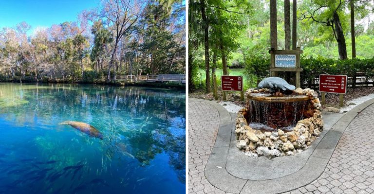 This Underwater Florida Observatory Lets You Watch Wild Manatees In Their Natural Habitat