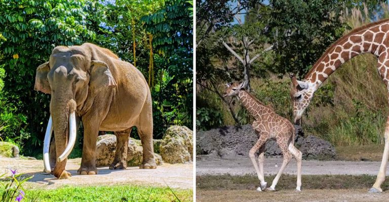 One Of The World’s Largest Natural Habitat Zoos Is Hiding In Florida