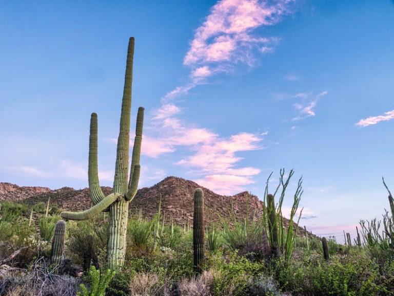 Walking Among Giant Saguaros At Dawn Is The Best Free Morning In Arizona