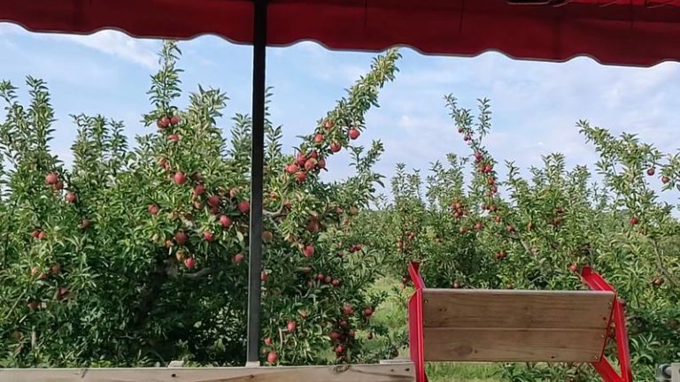 Colossal Ears Of Sweet Corn Draw Crowds To This Roadside Illinois Farm Stand Each Harvest