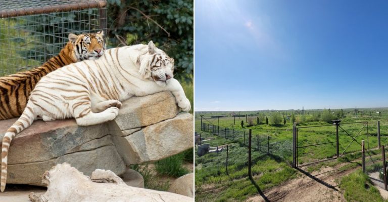 One Of America’s Largest Animal Sanctuaries Is Hiding Right Here In Colorado