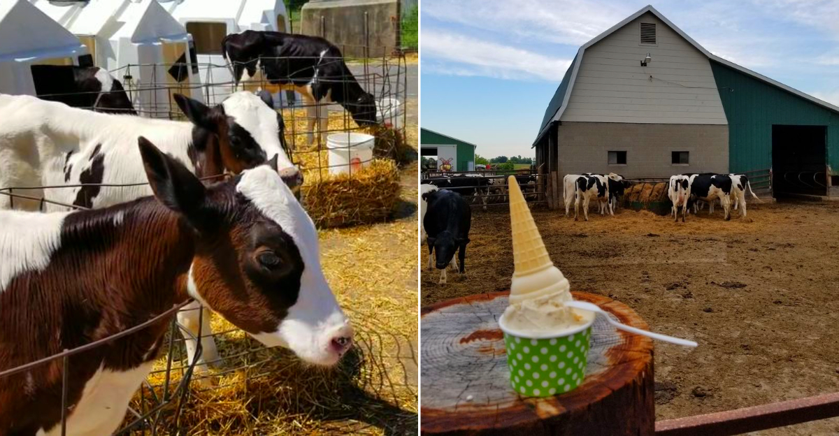 Cook’s Farm Dairy