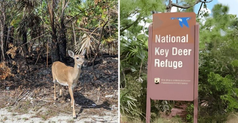 This Under-The-Radar Florida Refuge Might Be The Best Place To See Key Deer In The Wild