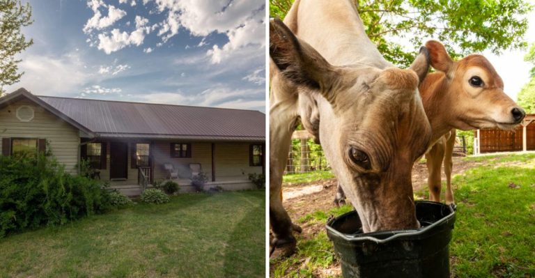 You Can Feed The Animals And Help With Farm Chores At This Arkansas Guest Farm