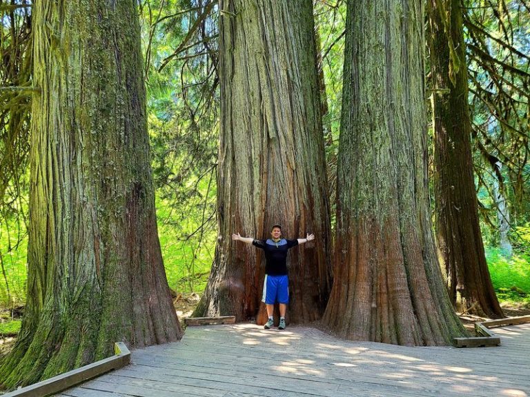 Fall Wind Sweeps Through The Old-Growth Cedars At This Washington Grove Where The Trees Predate The State