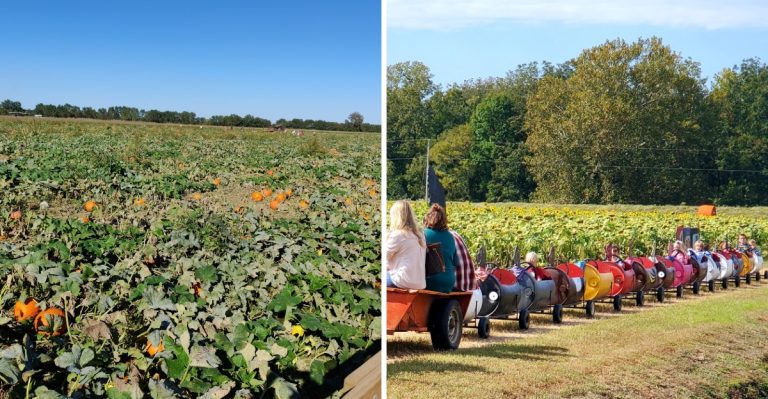This Massive 900-Acre Arkansas Farm Has A Sea Of Pick-Your-Own Pumpkins