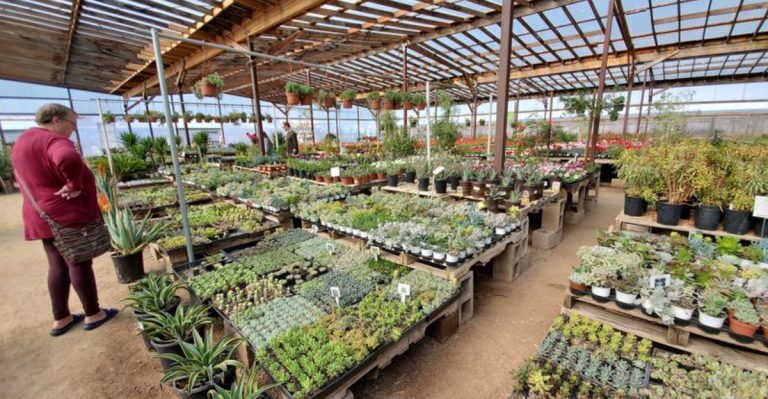 You Could Wander This Arizona Garden Market For Hours And Still Miss Something