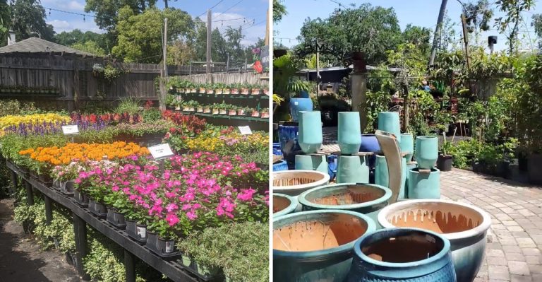 This Sprawling Florida Plant Nursery In Orlando Lets You Wander Endless Rows With A Refreshment In Hand