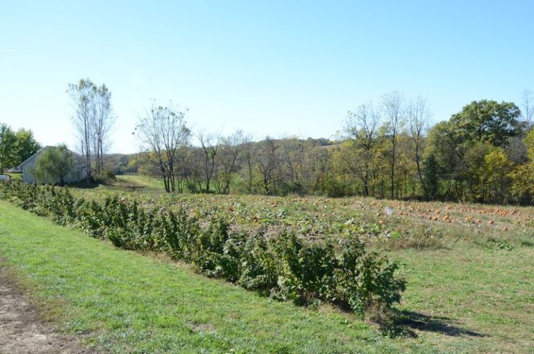 12 Cozy Illinois Fall Day Trips Your Whole Family Can Take For Under $40