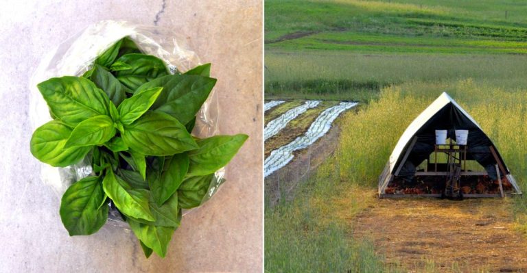 Bluestem Farm