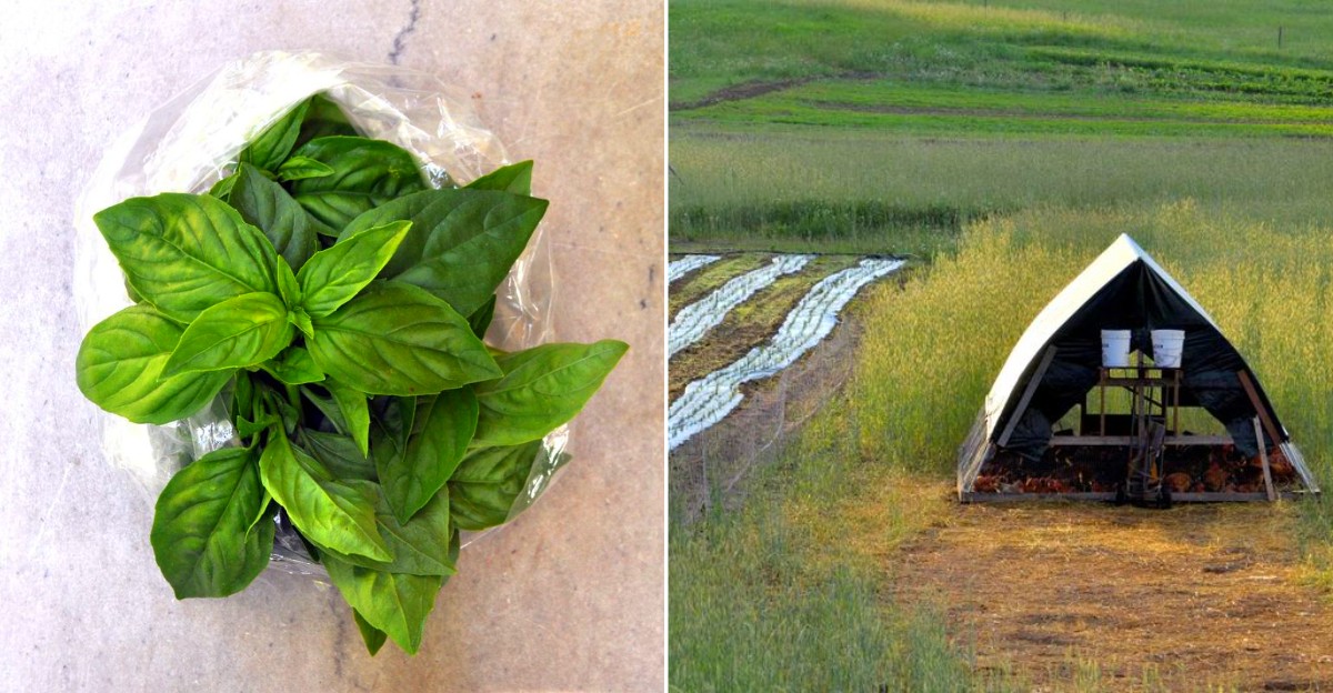Bluestem Farm