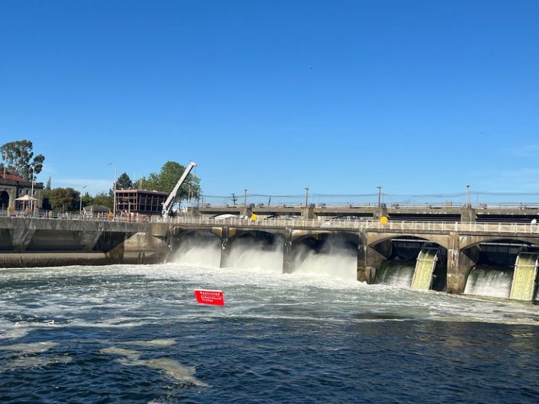 Wild Salmon Leap Right Beside The Footbridge At This Washington Fish Ladder