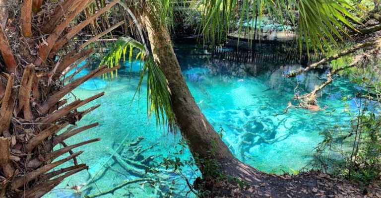 This Secret Florida Spring Near Ocala Offers All-Day Swimming For Under $10