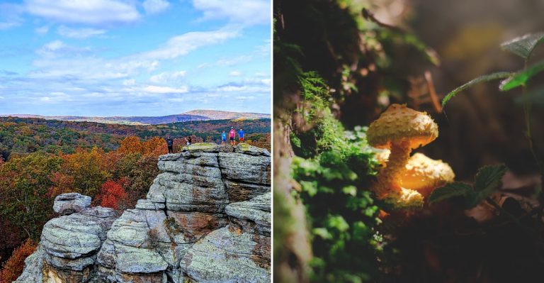 Foragers Watch Pale Ghost Mushrooms Glow After Dark In This Southern Illinois Forest
