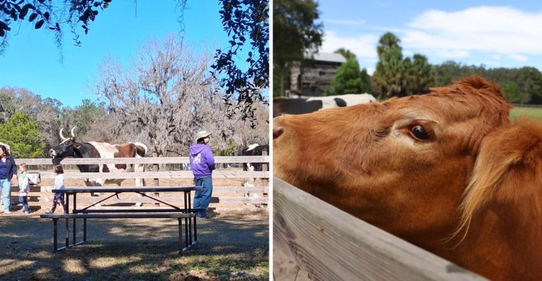 This Florida Animal Sanctuary Lets You Cuddle Rescued Cows And Pigs For A Gentle Fall Escape