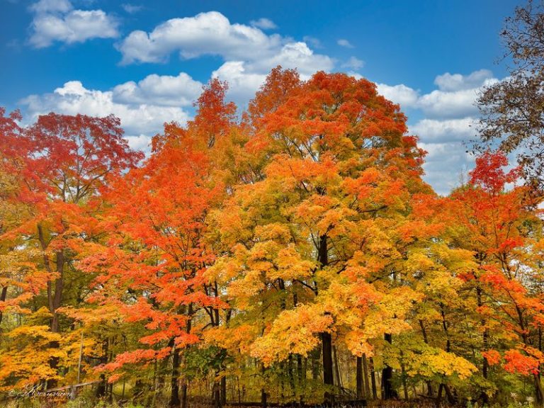 This Illinois Forest Turns Brilliant Every Fall, With White-Tailed Deer Wandering The Trails