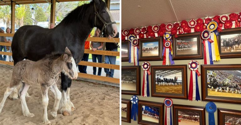 This Family-Owned Florida Farm Has Baby Clydesdales And 36 World Championship Titles