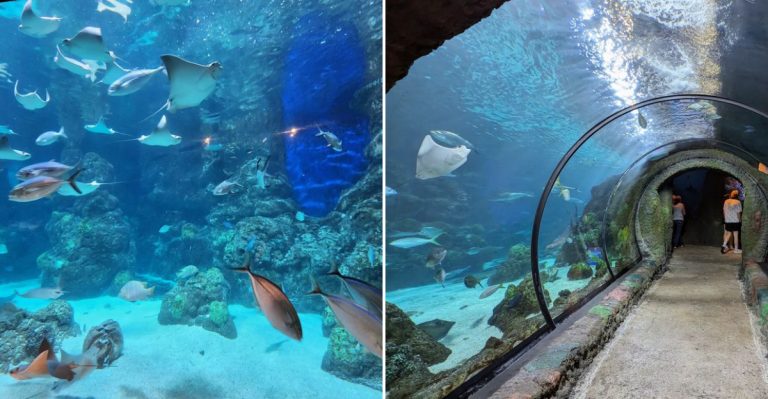 This Massive Aquarium Adventure In Colorado Deserves A Spot On Your Bucket List