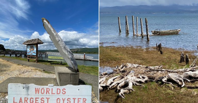 The World’s Largest Oyster Is Waiting Beside A Washington River