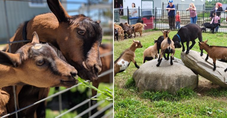This Maine Petting Farm Is So Friendly Families Keep Choosing It Over Bigger Zoos