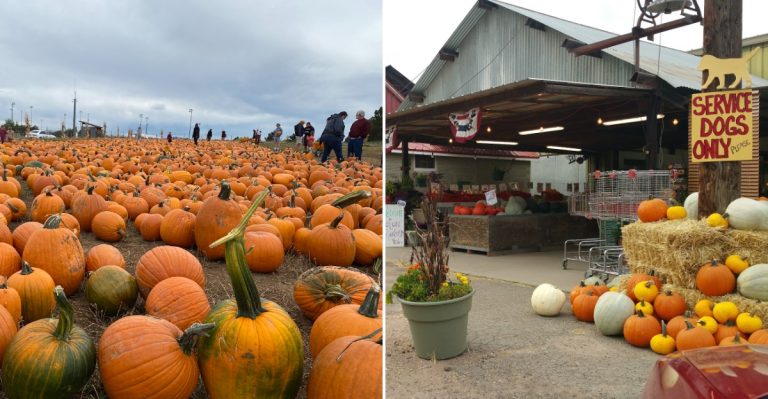 13 Colorado Harvest Festivals Worth Planning A September Road Trip Around In 2026