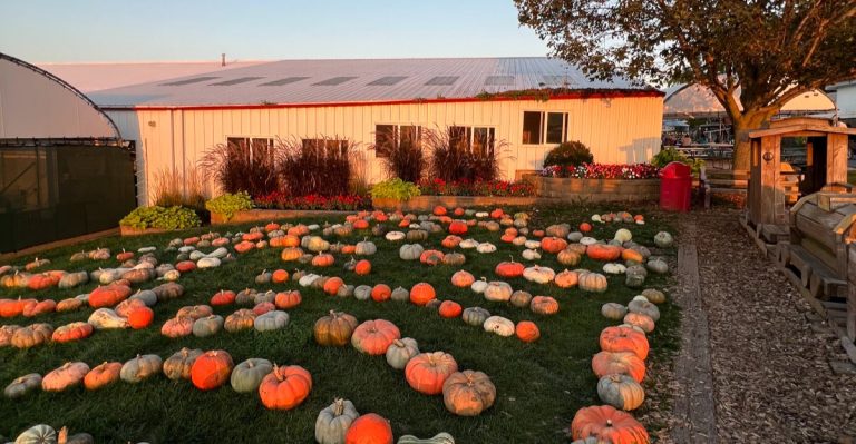 Families Fill Baskets For Almost Nothing At These 7 Pick-Your-Own Illinois Pumpkin Patches