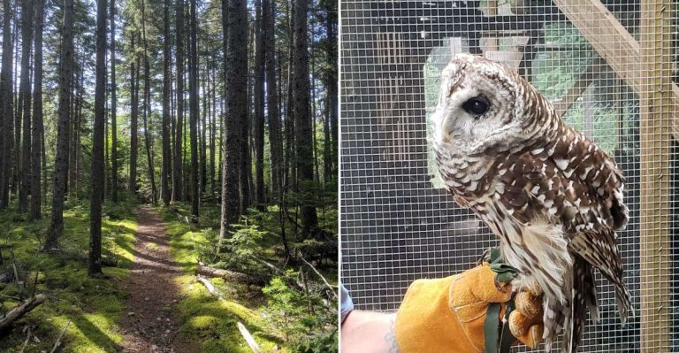 This Maine Bird Sanctuary Has A Boardwalk Most Drivers Never Notice